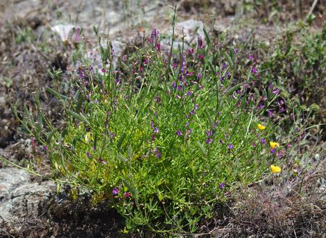 Lupinus truncatus, . blunt leaved lupine, collared annual lupine, truncate leaf lupine. - grid24_12