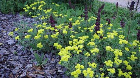 Salvia spathacea, Hummingbird Sage, and Eriogonum umbellatum polyanthum, Shasta Buckwheat under a Desert Willow - grid24_12