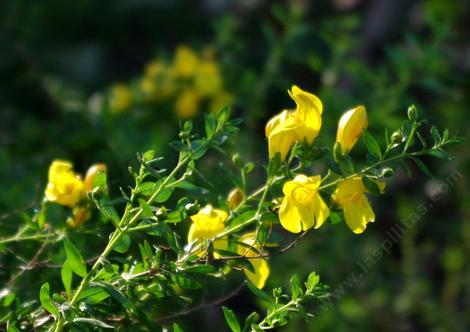 Keckiella antirrhinoides Yellow Bush Snapdragon and Yellow Bush Penstemon. - grid24_12