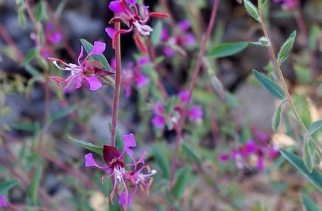 Clarkia unguiculata, Mountain Garland - grid24_12