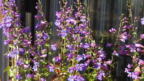 Penstemon spectabilis, Showy Penstemon flower mass in a movie. - grid24_12