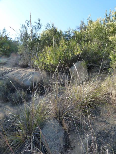 Stipa coronata,  Giant stipa amoung rocks and chamise. South facing decomposed granite. - grid24_12