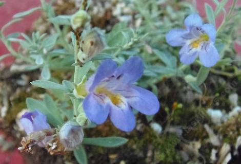 Penstemon thompsoniae, Thompson's beardtongue flowers - grid24_12