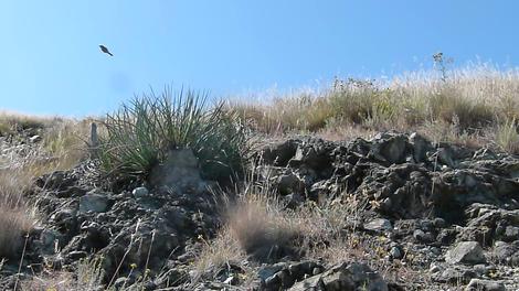 A very poor image of a Rock wren in flight. - grid24_12