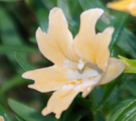 Diplacus grandiflorus Slender Monkey Flower and Azalea Monkey Flower.  - grid24_12