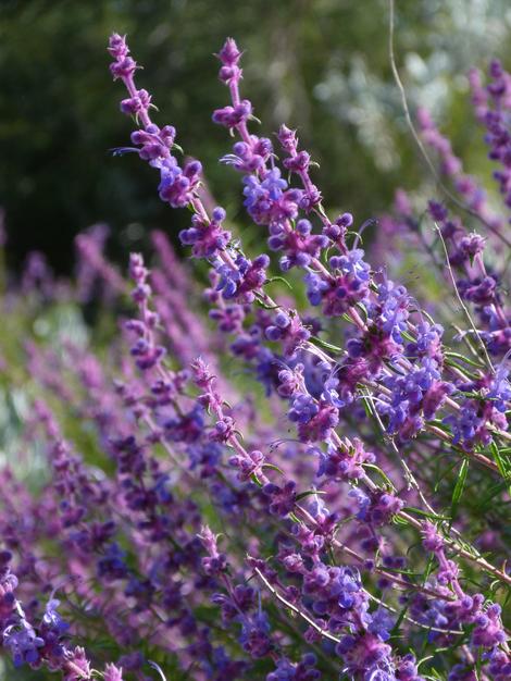 Trichostema lanatum, Woolly blue curls are amazingly fragrant. - grid24_12