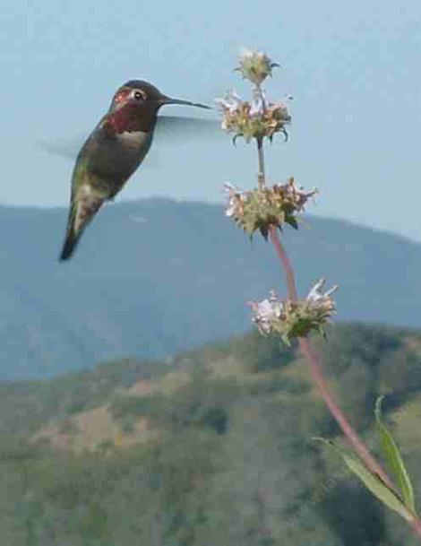 Anna Hummingbird, Salvia mellifera, Black sage - grid24_12