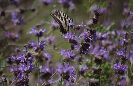 Salvia Pozo Blue with a Swallowtail butterfly in the garden at Santa Margarita. Native plant gardens attract  native butterflies. - grid24_12