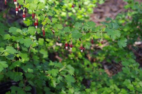Ribes menziesii, Canyon Gooseberry. Currants and gooseberries, such as this Canyon Gooseberry, Ribes menziesii, lend themselves well to shade gardens.  - grid24_12