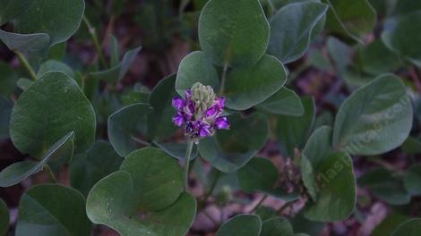 Psoralea orbicularis, (Hoita orbicularis) Giant Clover. - grid24_12