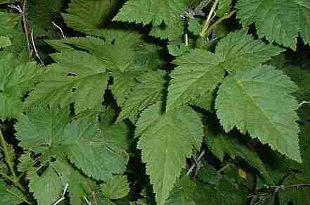 A closeup photo of Rubus spectabilis, Salmon Berry. the leaves of which can be used for tea.  - grid24_12