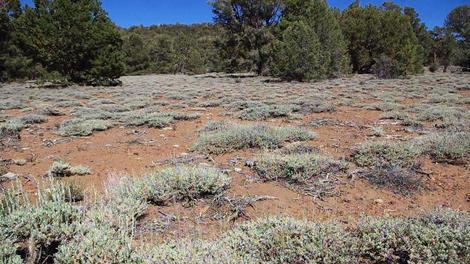 Eriogonum wrightii subscaposum, Wright's Buckwheat southeast of Big Bear at about 8000 ft. - grid24_12