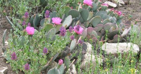 use rock mulch for native desert garden - grid24_12