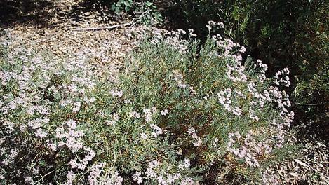 Eriogonum arborescens, Santa Cruz Island Buckwheat makes a nice 2-3 ft. bush. In Santa Barbara or Los Angeles it is very drought tolerant and should be fine with no irrigation after first season. - grid24_12