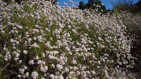 Eriogonum fasciculatum foliolosum, California Buckwheat used to be the native bee nectary for all of the inner Los Angeles basin, it's gone, but you can plant it back. - grid24_12