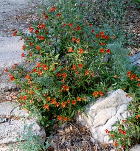   Santa Susana Monkey Flower, Diplacus rutilus - grid24_12