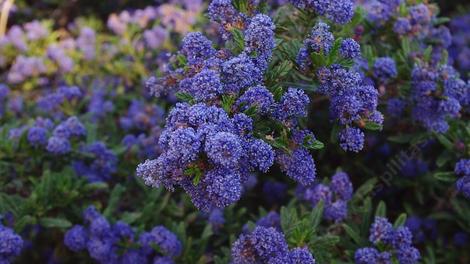 Ceanothus Concha - grid24_12