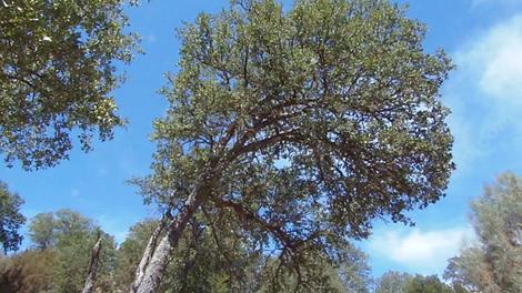 Quercus douglasii,  Blue Oak tree, old and leaning. - grid24_12