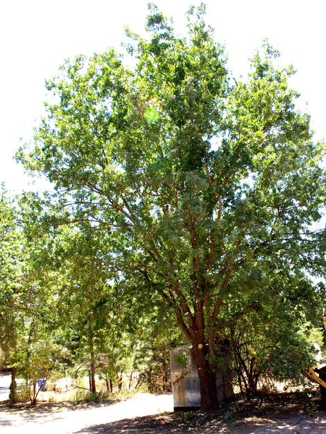 A 30 year old Quercus lobata, Valley Oak about 35 foot tall. - grid24_12