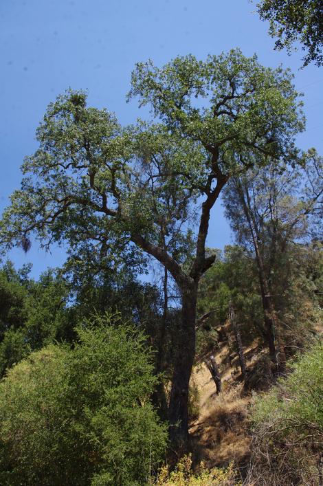 An old Old Valley Oak about 75 ft. tall. - grid24_12