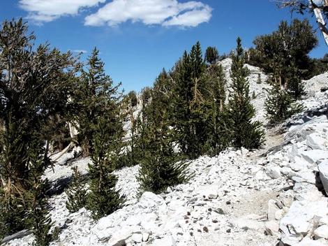 A Bristle cone pine forest - grid24_12