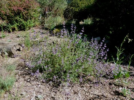 A Salvia Pozo Blue sage on 3 inches dirt. - grid24_12