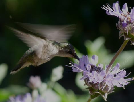 Hummingbird on the Pozo Blue sage in the parking lot - grid24_12