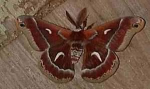 The California Silk Moth makes for a great photo when it first emerges in late spring. - grid24_12