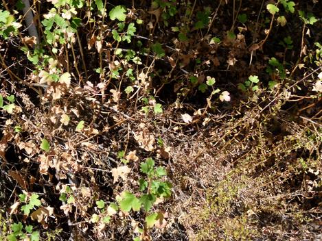 Keckiella antirrhinoides, Yellow Bush Snapdragon and Ribes aureum gracillimum, summer dormancy.  - grid24_12