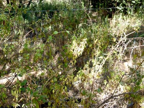 Keckiella cordifolia, Heart-leafed Penstemon, climbing Penstemon - grid24_12