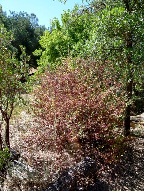 Ribes speciosum,Fuchsia-Flowering Gooseberry,  summer dormant. - grid24_12