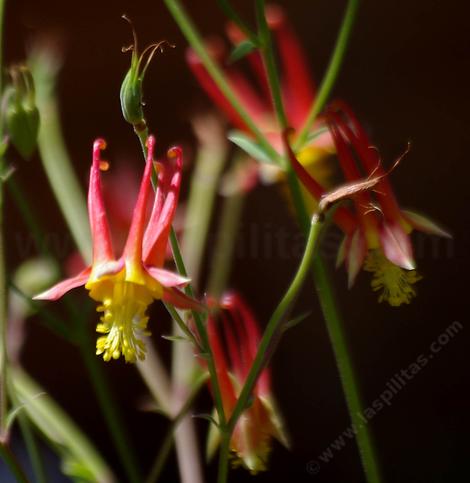  Aquilegia formosa, Western Columbine.  - grid24_12