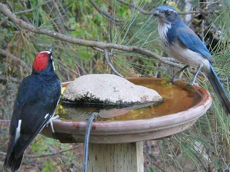 A Scrub Jay and Acorn Woodpecker at the bird bath - grid24_12