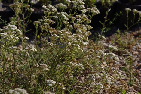 Achillea millefolium lanulosa,  Mountain Yarrow. flowers - grid24_12