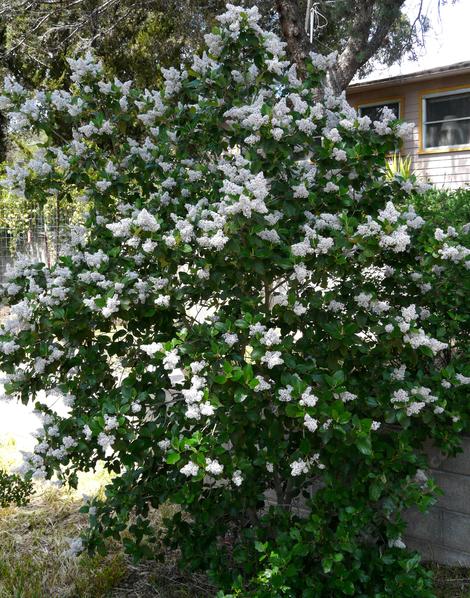 Ceanothus arboreus, Tree Lilac, Felt Leaf,  or Island Mt. Lilac as a shrub. - grid24_12