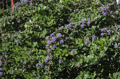 Ceanothus Heart's Desire as a foundation plant. - grid24_12