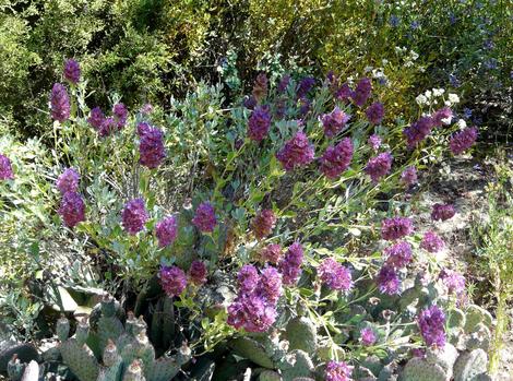 Salvia pachyphylla, Rose Sage, or Purple Mountain sage plant. - grid24_12