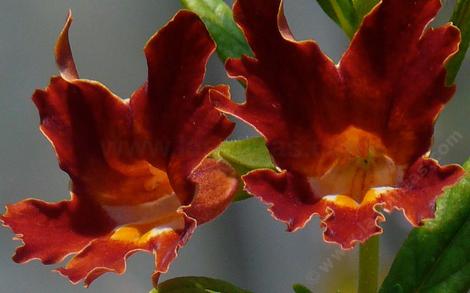 Diplacus rutilus, Santa Susana Monkey Flower is native in North Los Angeles and Pasadena, grows will in most of Coastal California.  - grid24_12