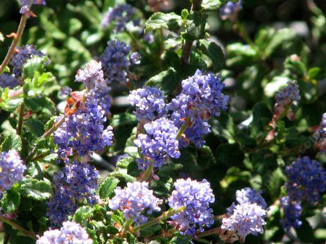  Ceanothus foliosus, Wavy Leaf Mountain lilac flowers. - grid24_12