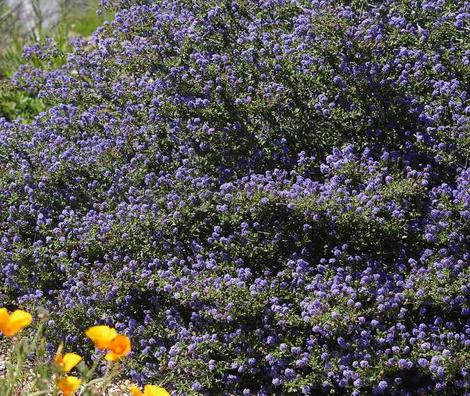  Ceanothus foliosus, Wavy Leaf Mountain lilac. - grid24_12