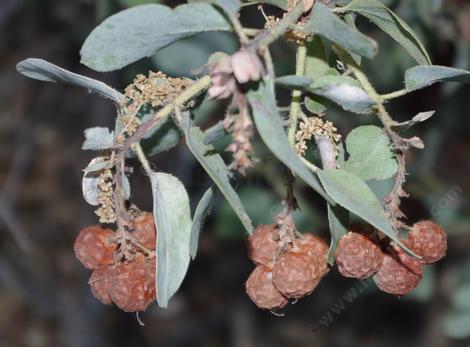 The berry on the Arctostaphylos glauca glandulosa. Weird Manzanita grows in places like Santa Barbara, Ventura or Oxnard. - grid24_12