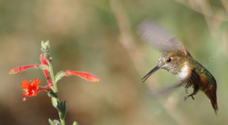 Allen's Hummingbird on a California Fuchsia - grid24_12