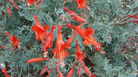 Zauschneria californica Bert;s Bluff, as California Fuschia flower - grid24_12