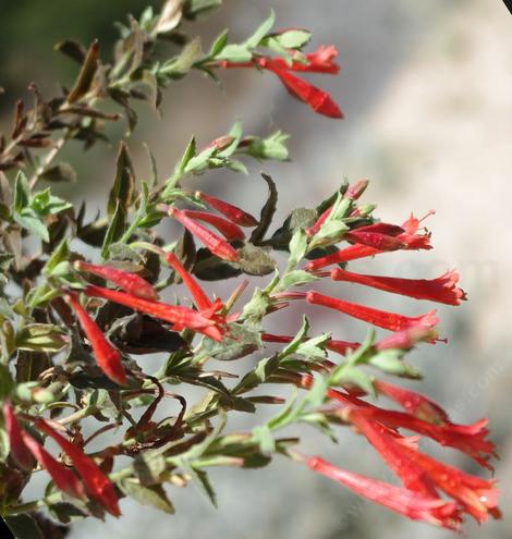 Zauschneria garrettii, Hummingbird trumpet makes a nice rock garden plant - grid24_12