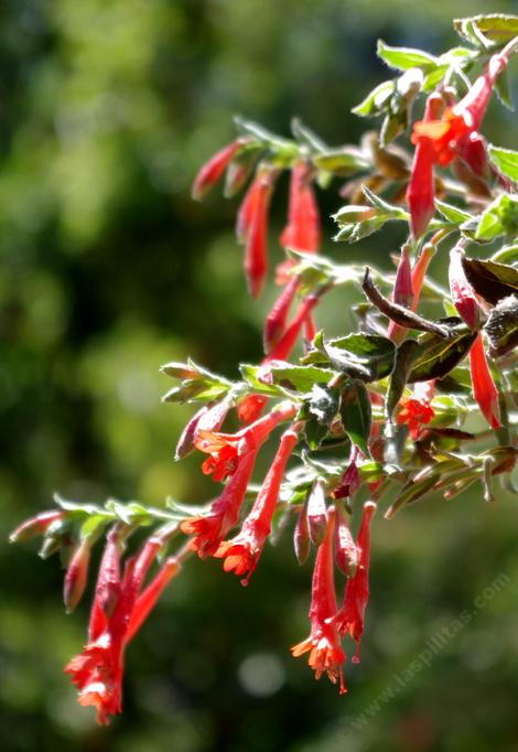 Zauschneria garrettii, Hummingbird trumpet flowers. A California fuchsia  from the desert mountains. - grid24_12