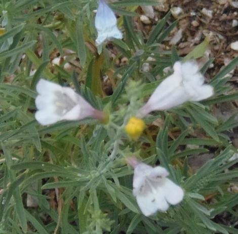 Penstemon Frosty Margarita  - grid24_12