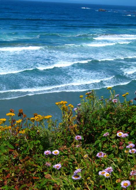 Erigeron glaucus, Seaside Daisy over looking the Sea. - grid24_12