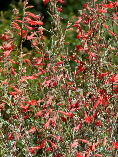 California Fuchsia, Zauschneria californica mexicana ( or Epilobium cana) - grid24_12