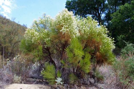 Adenostoma sparsifolium, Red Shanks grows from San Luis Obispo County, through Santa Barbara down through San Diego. - grid24_12