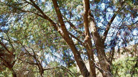 Looking up into a Cupressus macnabiana, MacNab cypress tree. - grid24_12